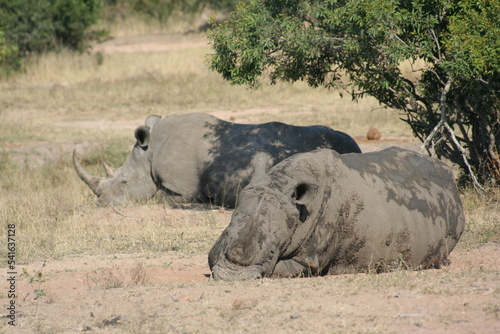 Rhino
