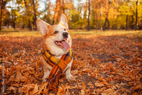 Portrait of beautiful corgi dog with scarf in leaves, autumn landscape, smiling, happy and satisfied dog, empty space for text, banner. Looks