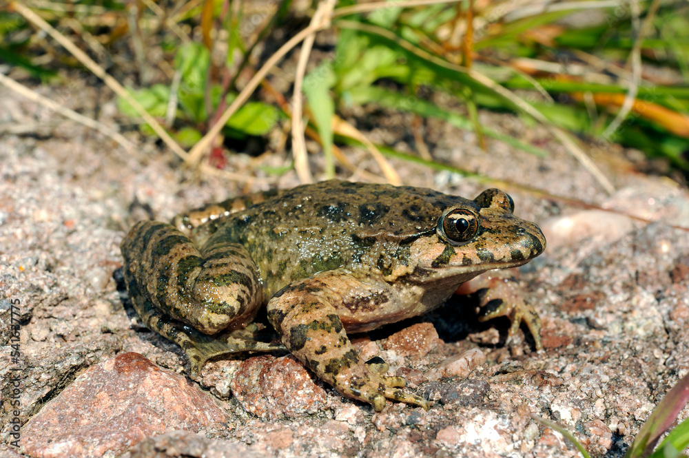 Tyrrhenian painted frog // Sardischer Scheibenzüngler (Discoglossus sardus) - Sardinia, Italy Tyrrhenian painted frog // Sardischer Scheibenzüngler (Discoglossus sardus) - Sardinia, Italy