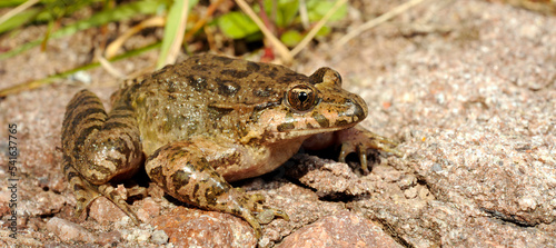 Tyrrhenian painted frog // Sardischer Scheibenzüngler (Discoglossus sardus) - Sardinia, Italy photo