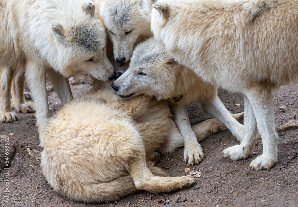 Wolf pack in a zoo Wolf pack in a zoo