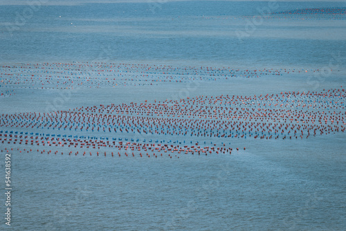 Oyster Farms, Xiaguan Village, Cangnan County, Wenzhou City, Zhejiang Province, China photo