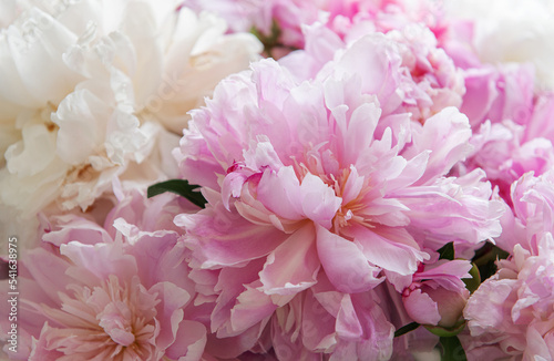 Bouquet of a lot of peonies of pink color close up