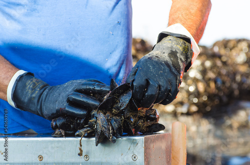 Dettaglio delle mani di un allevatore di cozze che pulisce le conchiglie sulla sua barca photo