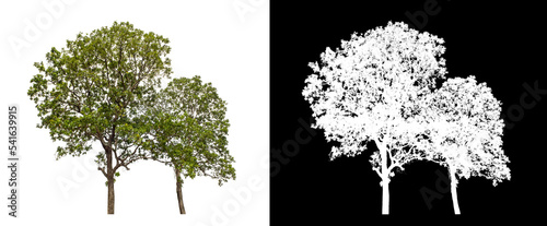 Tree on transparent picture background with clipping path, single tree with clipping path and alpha channel on black background