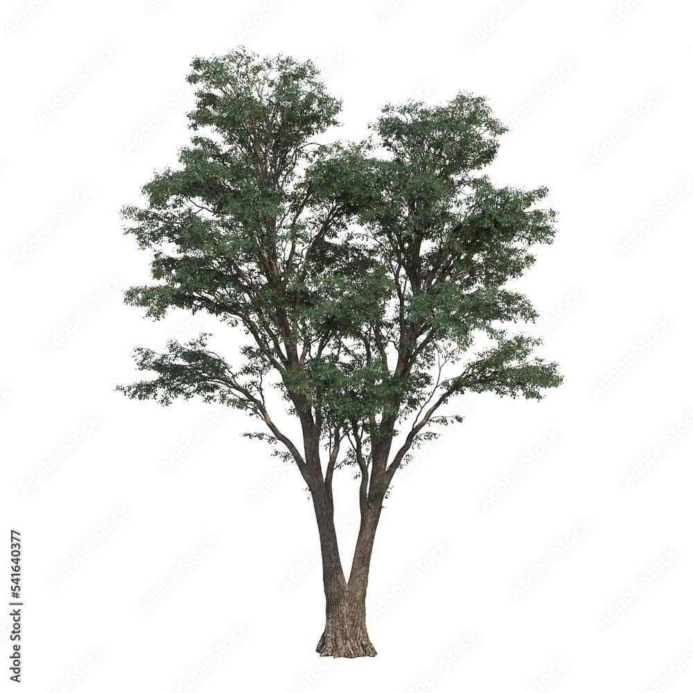 deciduous tree, isolated on white background, 3D illustration, cg render