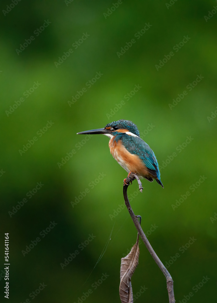 Fototapeta premium A Common Kingfisher (alcedo atthis) perched on a branch waiting for the moment to catch a fish.