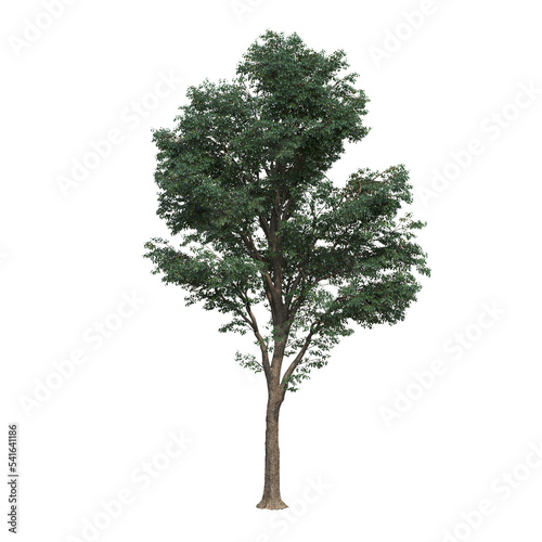 deciduous tree, isolate on a transparent background, 3d illustration
