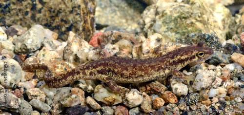 Female of Corsican brook salamander    Korsischer Gebirgsmolch - Weibchen  Euproctus montanus  - Corsica  France