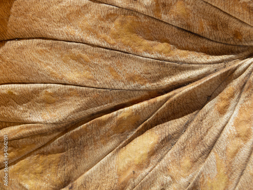 Texture of a dry yellow leaf. Abstract natural textured background - close-up of a dried leaf of a plant with a pronounced texture