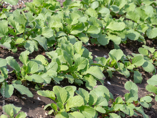 Green plants of radish shoots on a bed in the garden