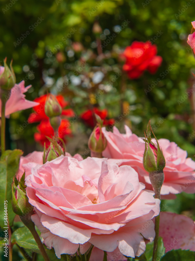 A beautiful rose garden. Blooming flowers pink roses in a sunny summer garden close-up
