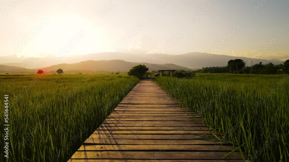 Camera point of view Wooden walkway in middle of green rice field in the evening sunset
