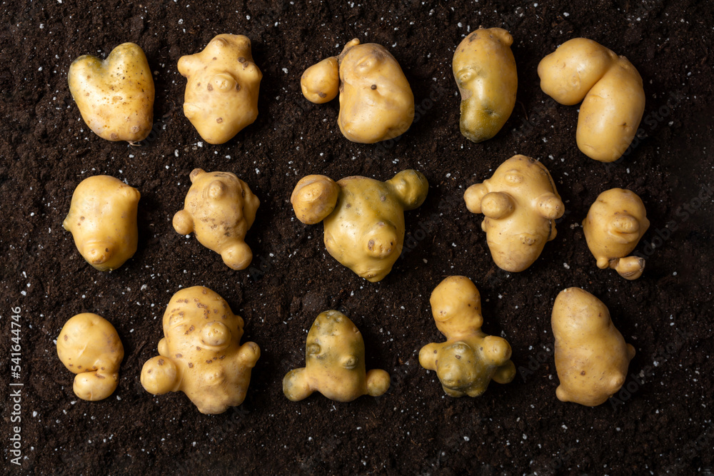 Trendy ugly potato in the ground on a black background. The concept of ugly vegetables. View from above. horizontal image. Trendy ugly potato in the ground on a black background. The concept of ugly vegetables. View from above. horizontal image.