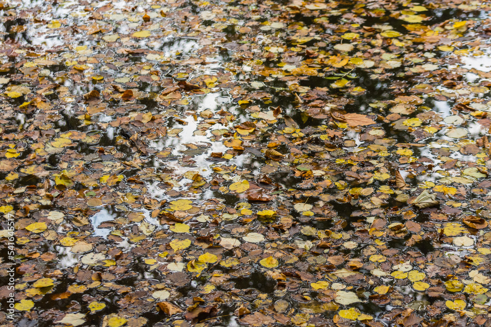 lot of colorful leaves in a brook in autumn lot of colorful leaves in a brook in autumn