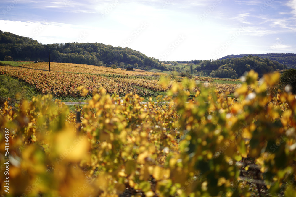 Yellowing vine leaves in autumn after the Comtes De grape harvest in France