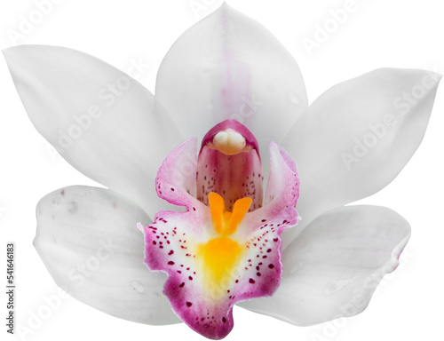 Fototapeta Naklejka Na Ścianę i Meble -  orchid flower