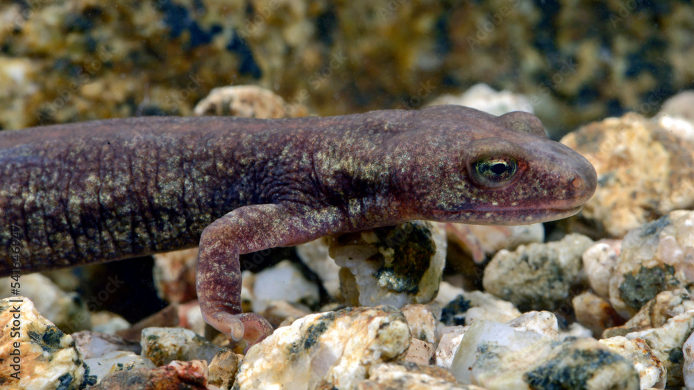 Naklejka premium male of Corsican brook salamander // Korsischer Gebirgsmolch - Männchen (Euproctus montanus) - Corsica, France