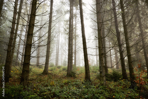 Mysterious spruce forest landscape in misty autumn weather