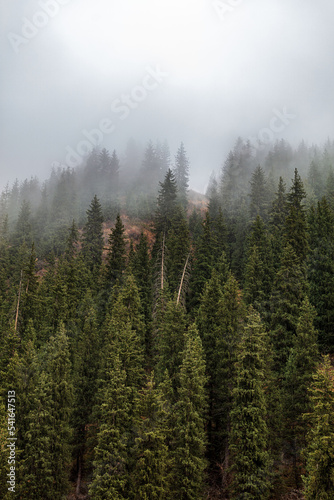 pine forest in the morning