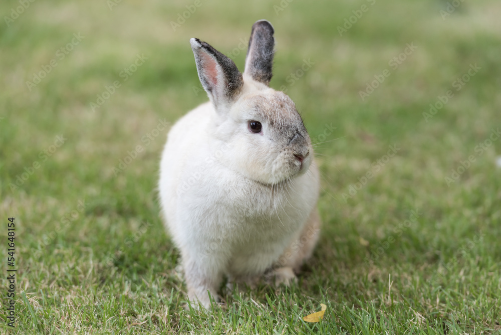 Rabbit on green grass. Home decorative rabbit outdoors. Little bunny, Year of the Rabbit Zodiac, Easter bunny. Rabbit on green grass. Home decorative rabbit outdoors. Little bunny, Year of the Rabbit Zodiac, Easter bunny.