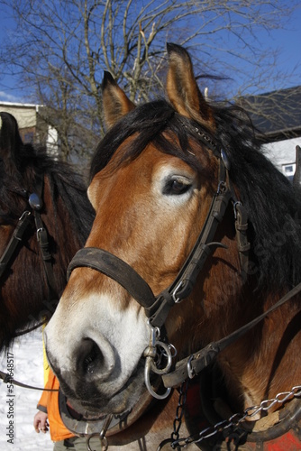 Kaltblueter-Pferde im Winter. Oberhof, Thueringen, Deutschland, Europa -- Cold-blooded horses in winter. Oberhof, Thuringia, Germany, Europe 