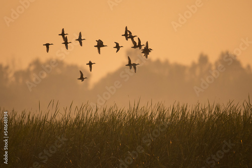 Flock of Ducks flying in morning