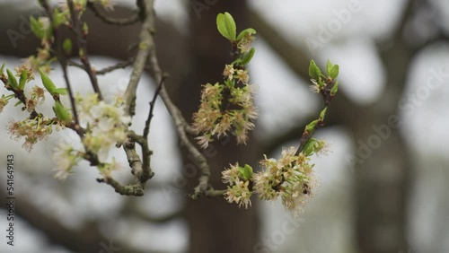 Bee on a flower in a tree