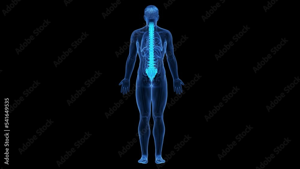 3d rendered medical animation of the spine