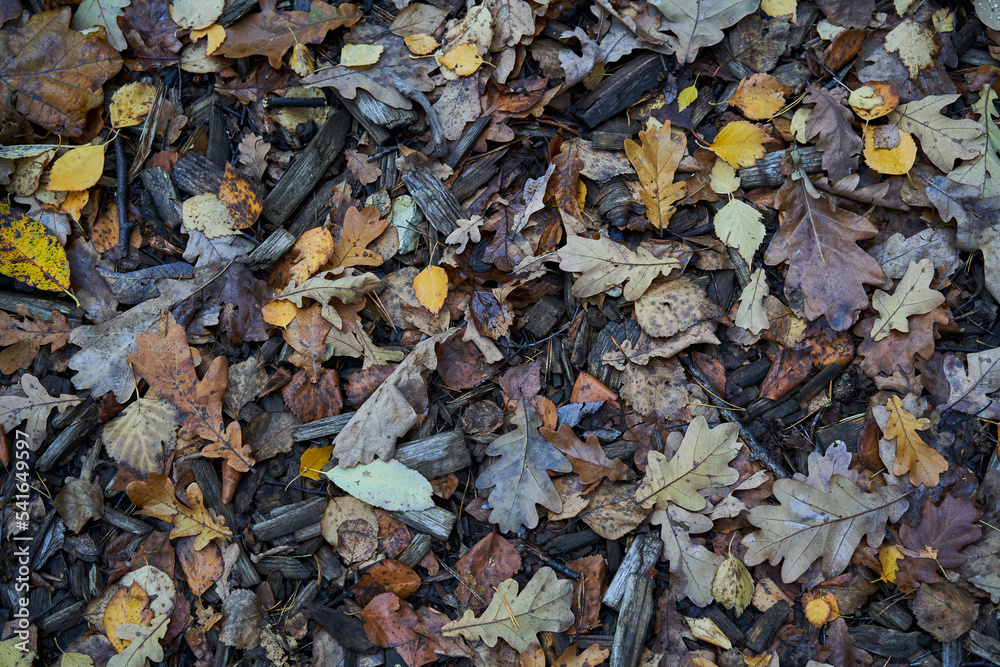 Carpet of autumn leaves underfoot. Concept of golden fall. Carpet of autumn leaves underfoot. Concept of golden fall.