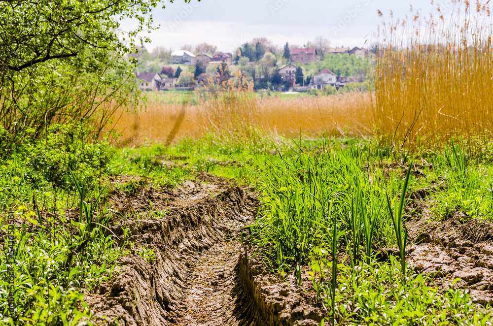 Obraz premium The forest along the Danube river in the spring part of the year. Traces of tractor wheels on a muddy road in the forest along the Danube river in the spring part of the year.