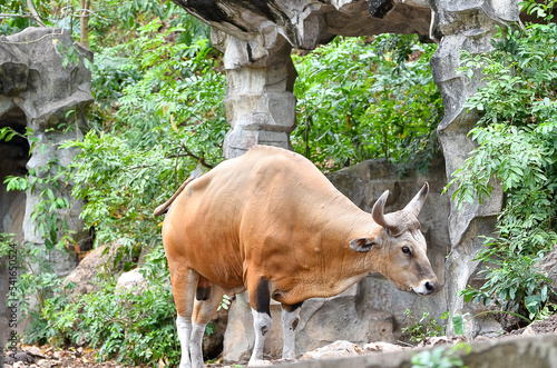 bull