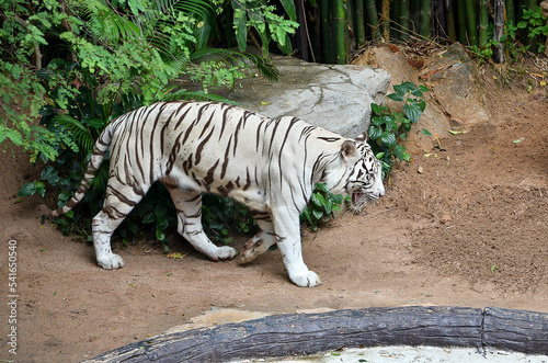 white tiger