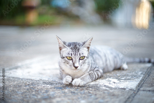 cat