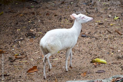 white deer