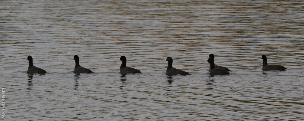 Naklejka premium oiseau - foulque macroule
