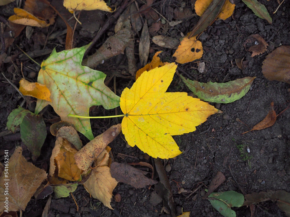 Autumn dried up leaves Autumn dried up leaves