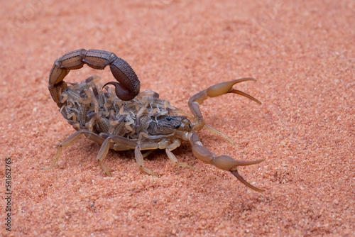 A scorpion female (Hottentotta tamulus) is carrying her babies on back, on sands.
Scorpion hottentotta is the type of parthenogenesis, which can give birth without being fertilized by male sperm.