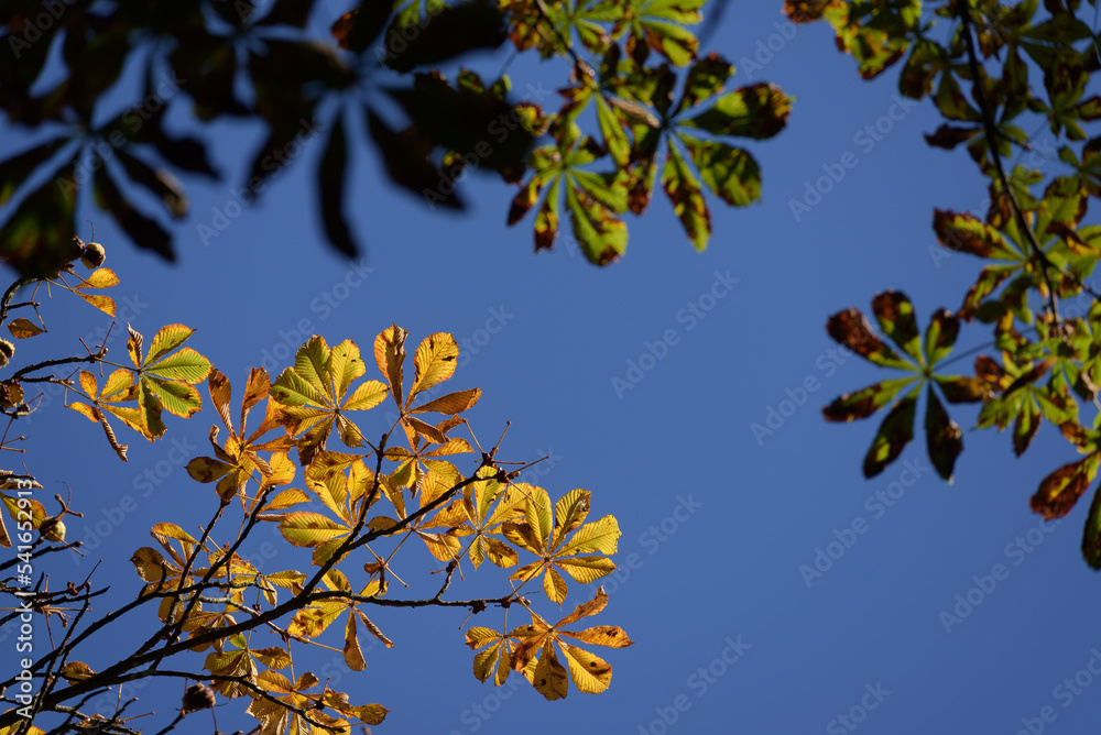 AUTUMN TREE - Colorful chestnut leaves against the blue sky AUTUMN TREE - Colorful chestnut leaves against the blue sky