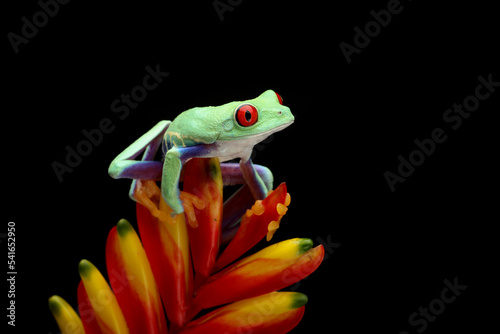 Red-eyed Tree Frog (Agalychnis callidryas) on a flower.