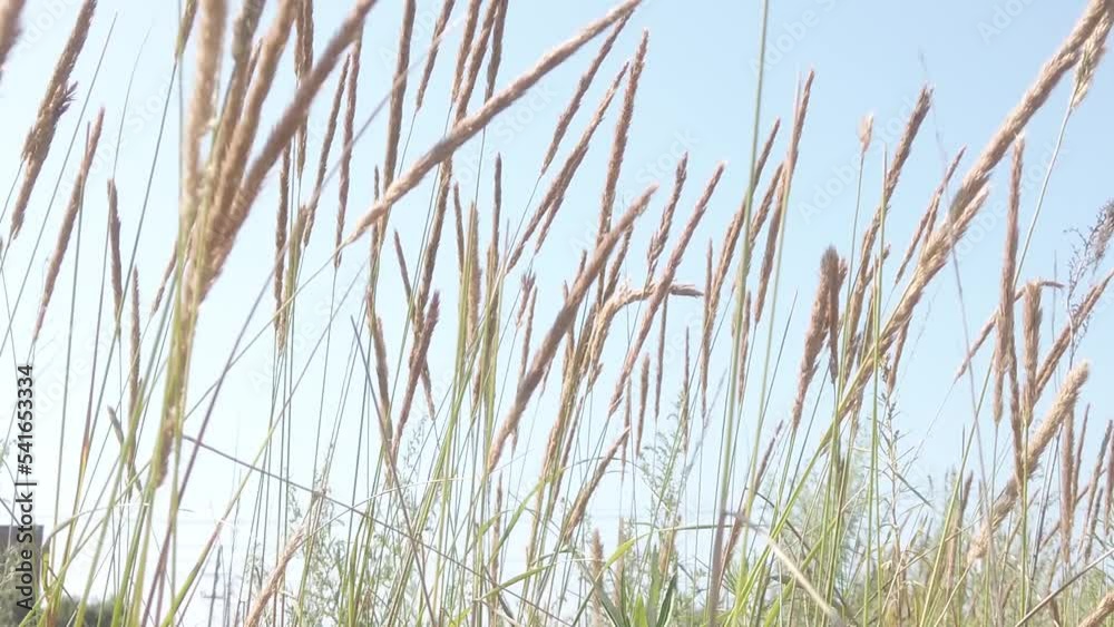 field plants sway in the summer wind