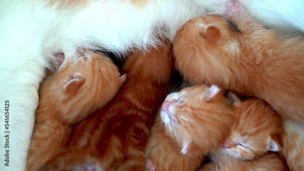 Newborn baby red cat drink their mother's milk. Breastfeeding small cute ginger kitten. Domestic animal Sleep and cozy nap time. Comfortable pets sleep at cozy home. Kitten sucks on cat's breast Video Newborn baby red cat drink their mother's milk. Breastfeeding small cute ginger kitten. Domestic animal Sleep and cozy nap time. Comfortable pets sleep at cozy home. Kitten sucks on cat's breast Video