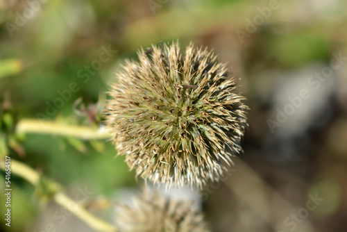 Southern globethistle