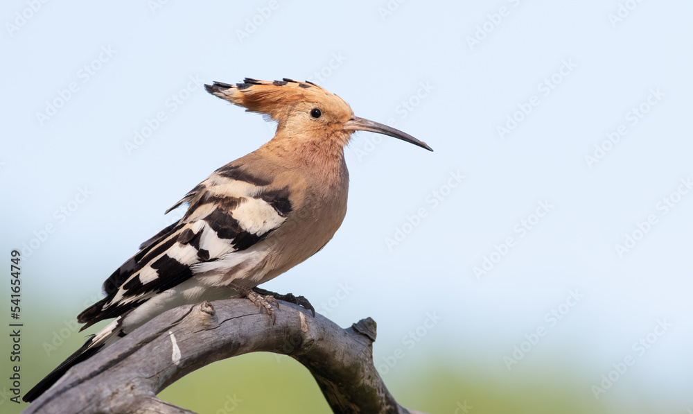 Eurasian hoopoe, Upupa epops. A bird sits on a thick, dry branch Eurasian hoopoe, Upupa epops. A bird sits on a thick, dry branch