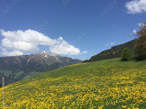 Yellow spring flowers growing in an alpine meadow, Terento, South Tyrol, Italy photo