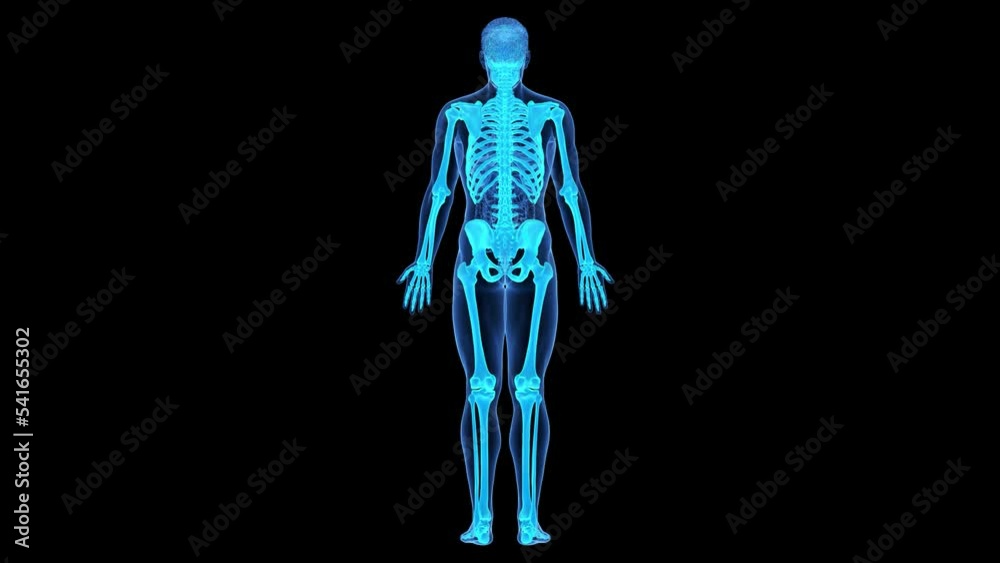 3d rendered medical animation of the human skeleton 3d rendered medical animation of the human skeleton