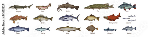 Sea fishes set drawn in vintage style. Marine and freshwater species. Retro drawings of salmon, tuna, trout, cod, pike and mackerel. Realistic vector illustrations isolated on white background