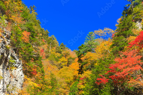 autumn forest in the mountains