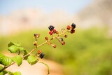 Black and red Blackberries in plant with blurry background. Blackberry