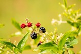 Black and red Blackberries in plant with blurry background. Blackberry
